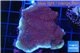 Montipora purple blue polyps Fijii 5-7 cm WYSIWYG acclimaté