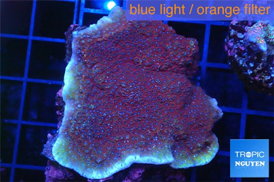 Montipora purple blue polyps Fijii 5-7 cm WYSIWYG acclimaté