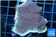 Montipora purple blue polyps Fijii 5-7 cm WYSIWYG acclimaté
