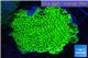 Montipora green & purple polyps 3-5 cm WYSIWYG acclimaté