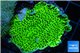 Montipora green & purple polyps 3-5 cm WYSIWYG acclimaté