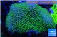 Sarcophyton green polyps 4-8 cm WYSIWYG acclimaté