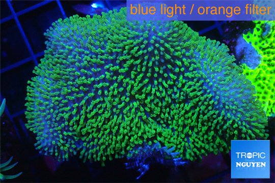 Sarcophyton green polyps 4-8 cm WYSIWYG acclimaté