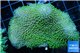 Sarcophyton green polyps 4-8 cm WYSIWYG acclimaté