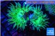 Duncanopsammia green 2 polyps WYSIWYG acclimaté