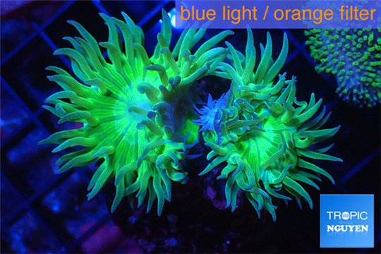 Duncanopsammia green 2 polyps WYSIWYG acclimaté