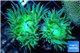 Duncanopsammia green 2 polyps WYSIWYG acclimaté