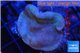 Sarcophyton green polyps 3-6 cm WYSIWYG acclimaté
