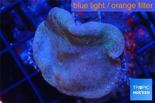 Sarcophyton green polyps 3-6 cm WYSIWYG acclimaté