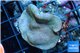 Sarcophyton green polyps 3-6 cm WYSIWYG acclimaté