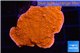 Montipora red cap 3-4 cm WYSIWYG acclimaté