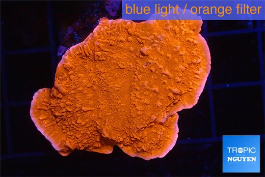 Montipora red cap 3-4 cm WYSIWYG acclimaté