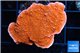 Montipora red cap 3-4 cm WYSIWYG acclimaté