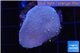 Sarcophyton green polyps 3-6 cm WYSIWYG acclimaté