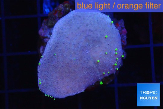 Sarcophyton green polyps 3-6 cm WYSIWYG acclimaté