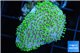 Sarcophyton green polyps 3-6 cm WYSIWYG acclimaté