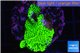 Montipora green & purple polyps 3-5 cm WYSIWYG acclimaté