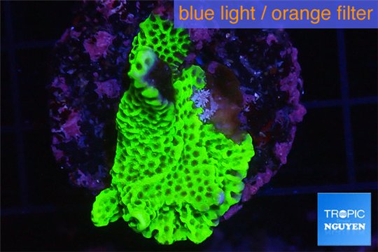 Montipora green & purple polyps 3-5 cm WYSIWYG acclimaté