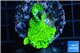 Montipora green & purple polyps 3-5 cm WYSIWYG acclimaté
