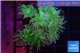 Duncanopsammia green 6 polyps WYSIWYG acclimaté