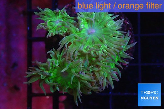 Duncanopsammia green 6 polyps WYSIWYG acclimaté