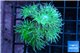 Duncanopsammia green 6 polyps WYSIWYG acclimaté