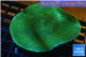Porites green purple polyps 6-8 cm WYSIWYG acclimaté