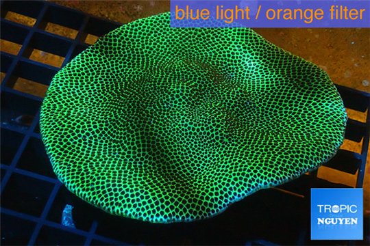 Porites green purple polyps 6-8 cm WYSIWYG acclimaté