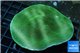 Porites green purple polyps 6-8 cm WYSIWYG acclimaté