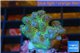 Pocillopora green & pink tip 2 cm WYSIWYG acclimaté