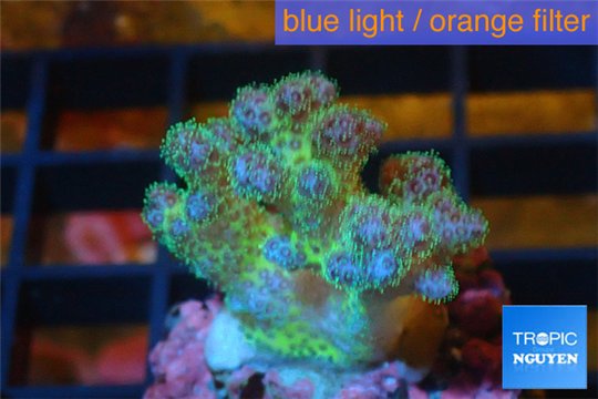 Pocillopora green & pink tip 2 cm WYSIWYG acclimaté