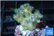Pocillopora green & pink tip 2 cm WYSIWYG acclimaté