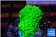 Acropora neon green 3-4 cm WYSIWYG acclimaté