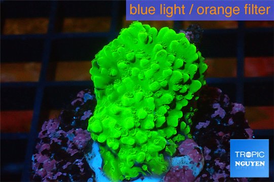 Acropora neon green 3-4 cm WYSIWYG acclimaté