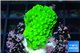Acropora neon green 3-4 cm WYSIWYG acclimaté