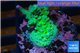 Acropora green Australia 3-4 cm WYSIWYG acclimaté