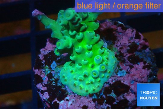 Acropora green Australia 3-4 cm WYSIWYG acclimaté