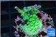 Acropora green Australia 3-4 cm WYSIWYG acclimaté