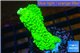 Acropora neon green 3-4 cm WYSIWYG acclimaté