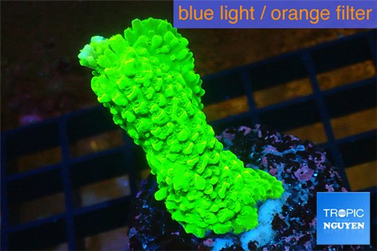 Acropora neon green 3-4 cm WYSIWYG acclimaté