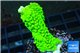 Acropora neon green 3-4 cm WYSIWYG acclimaté