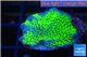 Montipora green & purple polyps damaged 3-5 cm WYSIWYG acclimaté