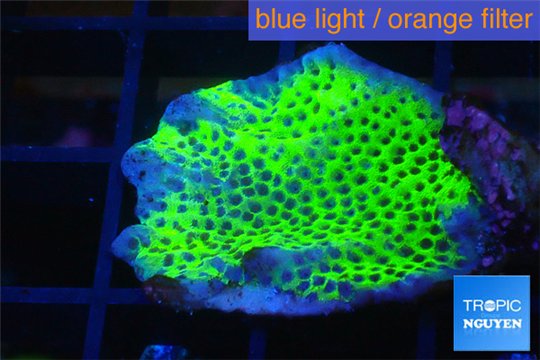 Montipora green & purple polyps damaged 3-5 cm WYSIWYG acclimaté