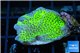 Montipora green & purple polyps damaged 3-5 cm WYSIWYG acclimaté