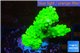 Acropora neon green 3-4 cm WYSIWYG acclimaté