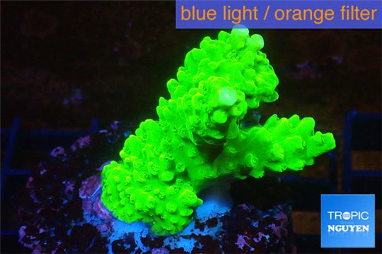 Acropora neon green 3-4 cm WYSIWYG acclimaté