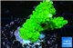 Acropora neon green 3-4 cm WYSIWYG acclimaté