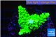 Acropora neon green 3-4 cm WYSIWYG acclimaté