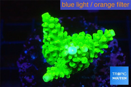 Acropora neon green 3-4 cm WYSIWYG acclimaté