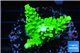Acropora neon green 3-4 cm WYSIWYG acclimaté